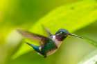 Ecuador-Guango. White-bellied woodstar hummingbird in flight. Art Print